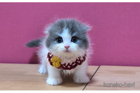 成約済の東京都のスコティッシュフォールド(折れ耳)-105330の5枚目